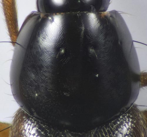 Réf. 321 068 : Heterothops sp.